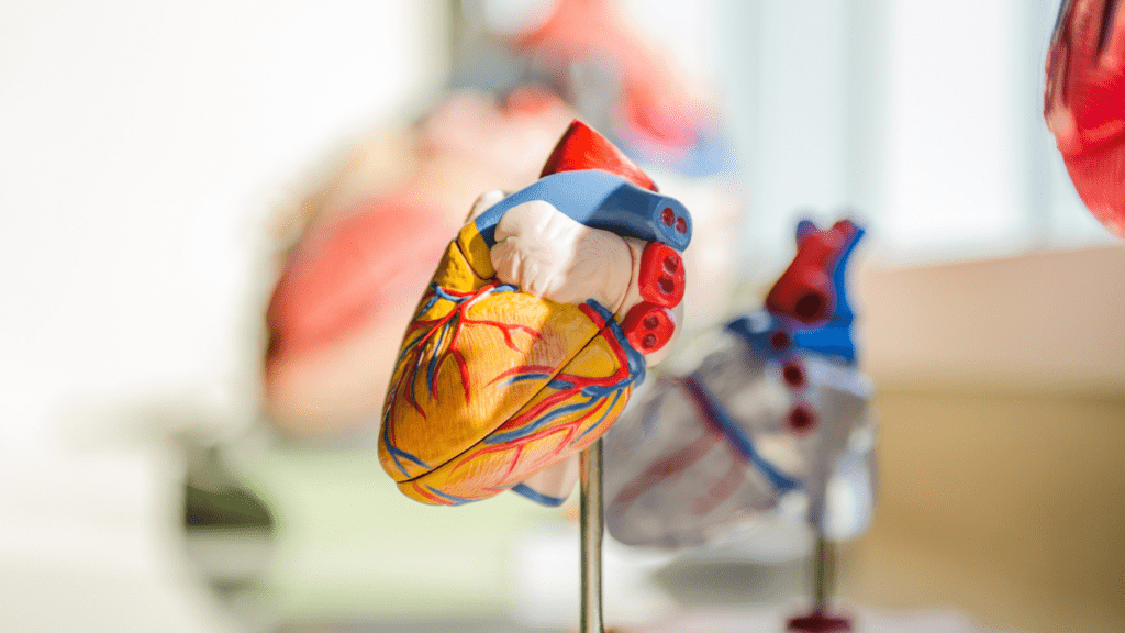 a 3d representation a heart