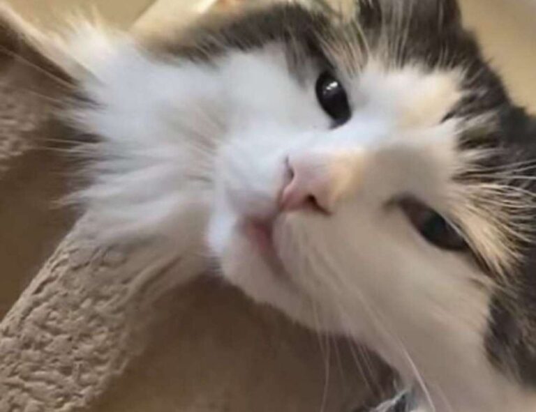 arcahexchibto art listings from arcyart