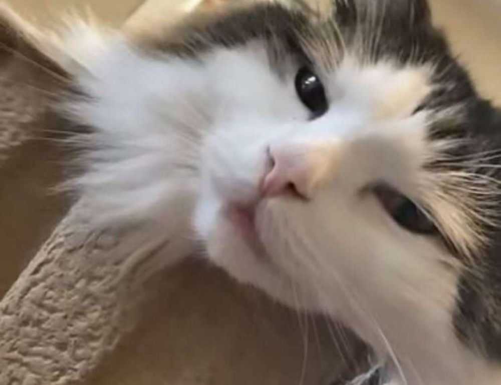 arcahexchibto art listings from arcyart