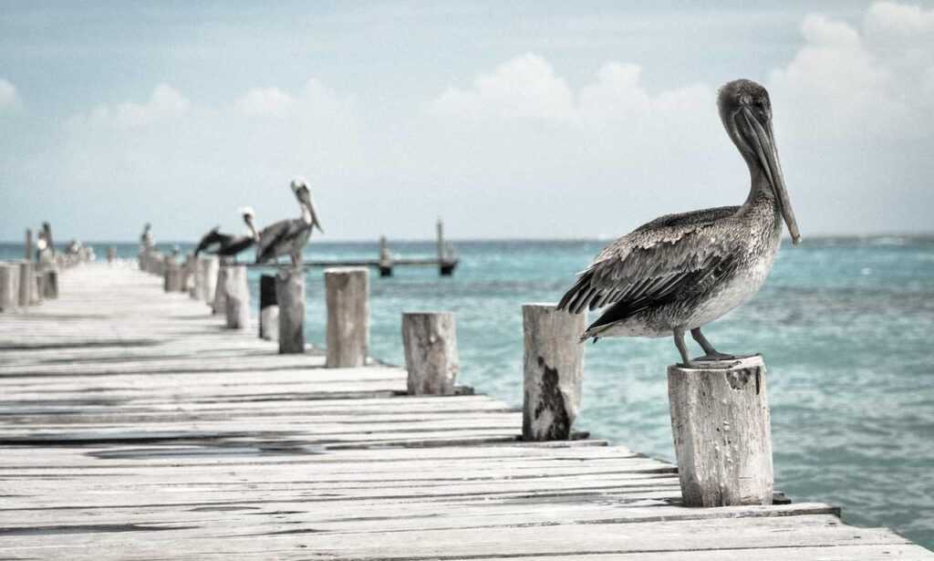 crest catalogues flpcrestation