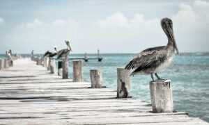 crest catalogues flpcrestation