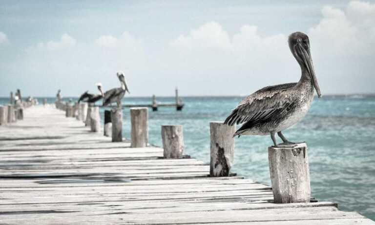 crest catalogues flpcrestation