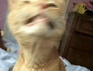 exhibitions arcachdir