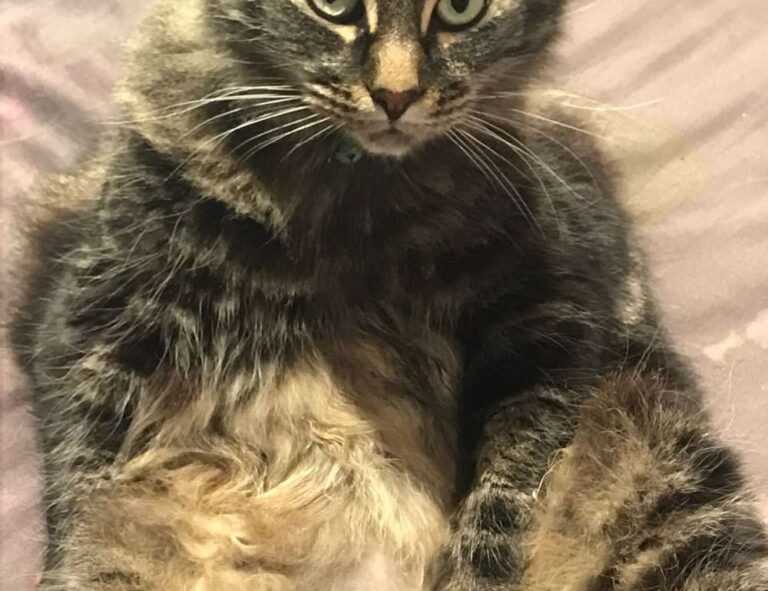 fresh art updates arcyhist