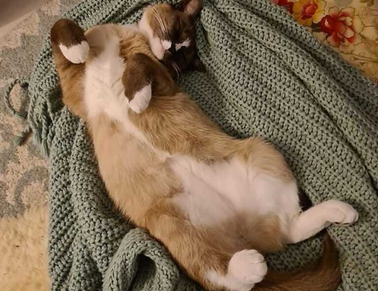 galleries oil paintings arcachdir