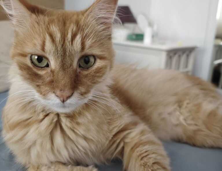 mark directory flpcrestation