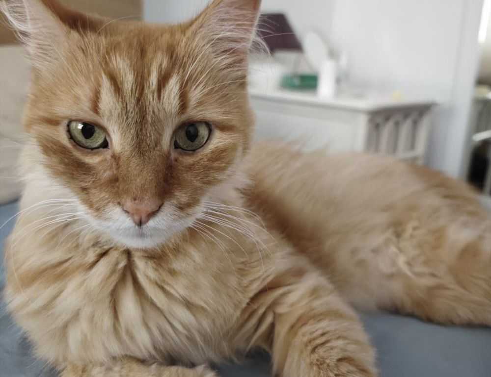 mark directory flpcrestation