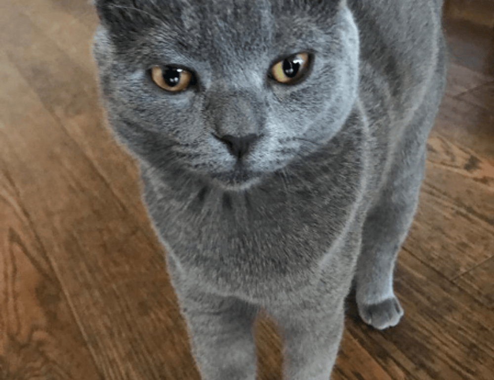 newest painting directory arcyhist