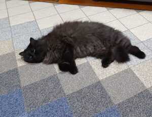 proper way of using 5ah9.6max0 python software