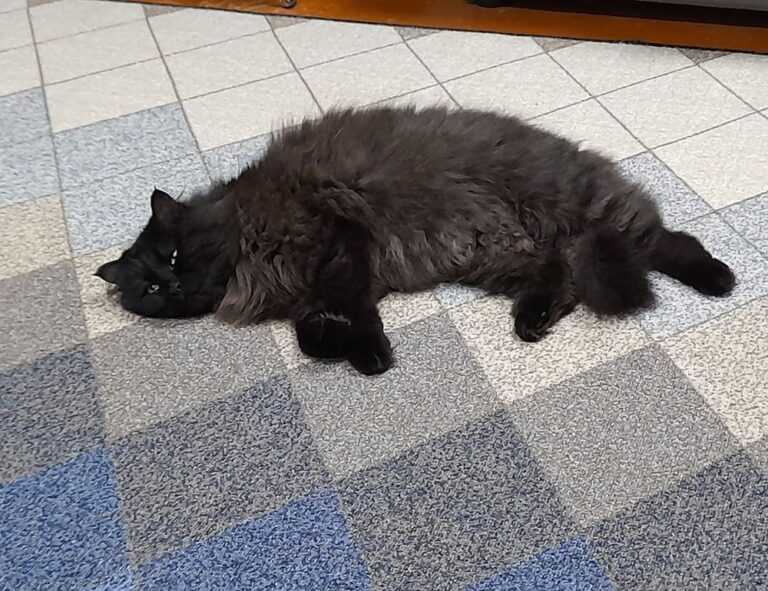 proper way of using 5ah9.6max0 python software