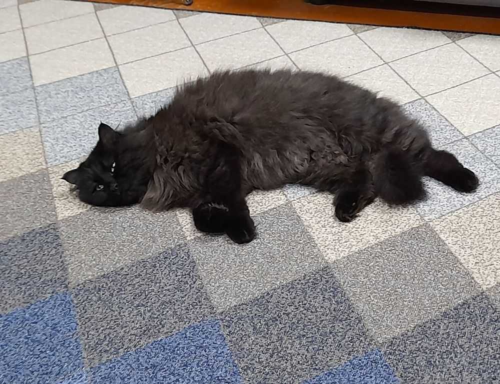 proper way of using 5ah9.6max0 python software