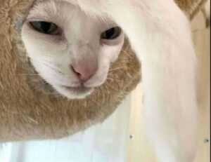 bendera palestin colouring