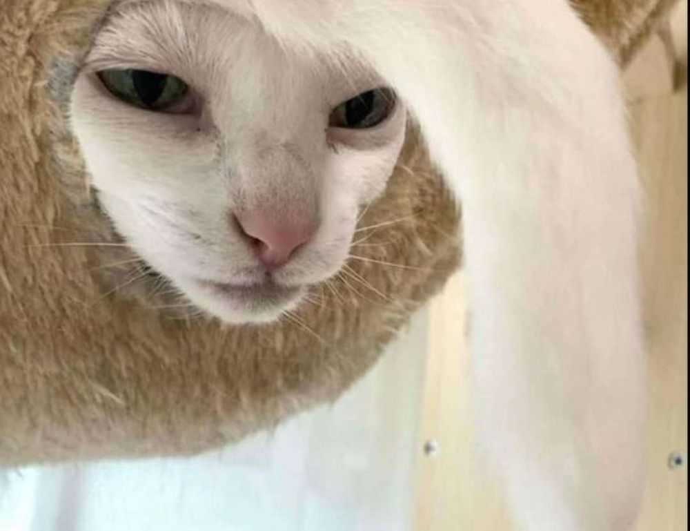 bendera palestin colouring