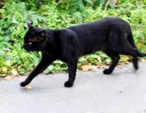 brawl stars kleurplaat squeak