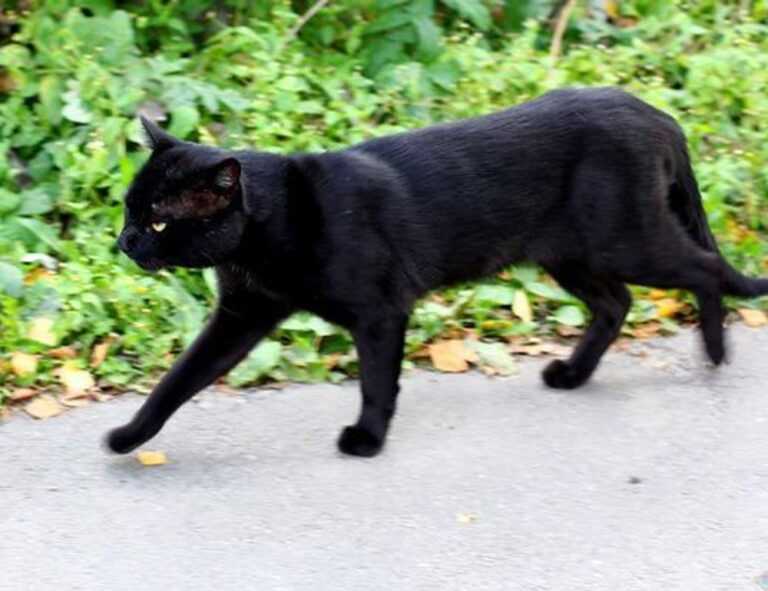 brawl stars kleurplaat squeak