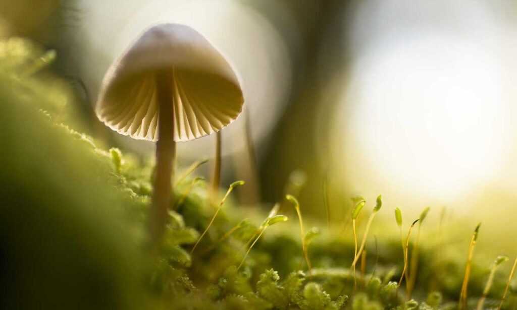 kuromi:_s_qsoenxpk= my melody