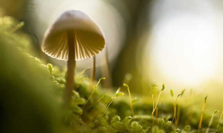 kuromi:_s_qsoenxpk= my melody