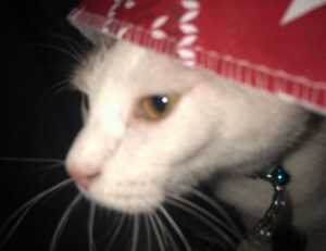 middenscheiding taper fade