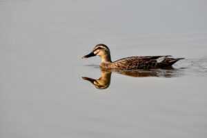 mikayla campinos leak nude