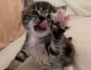 quinchos cerrados sencillos