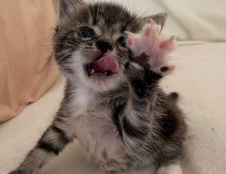 quinchos cerrados sencillos