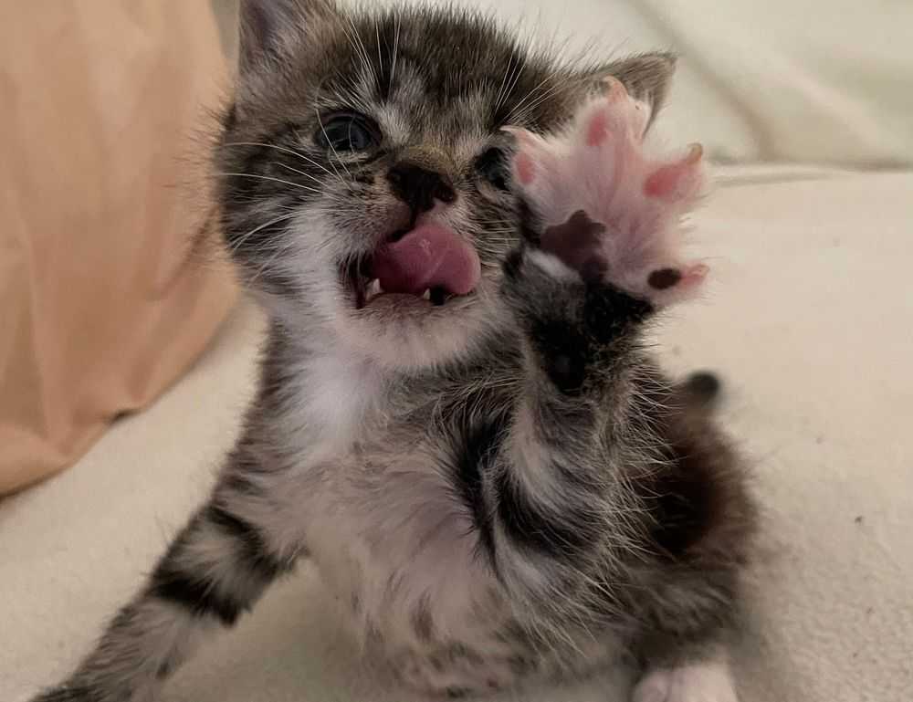 quinchos cerrados sencillos