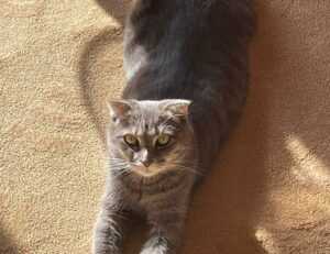 tamilrockers isaidub