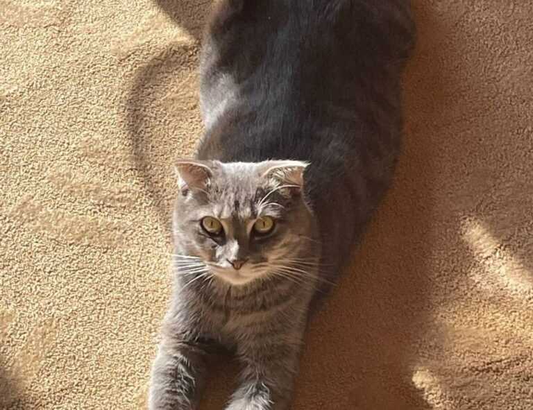 tamilrockers isaidub