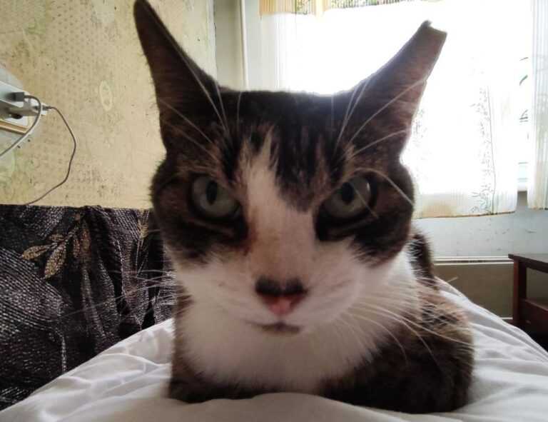 what does mhm mean on snap