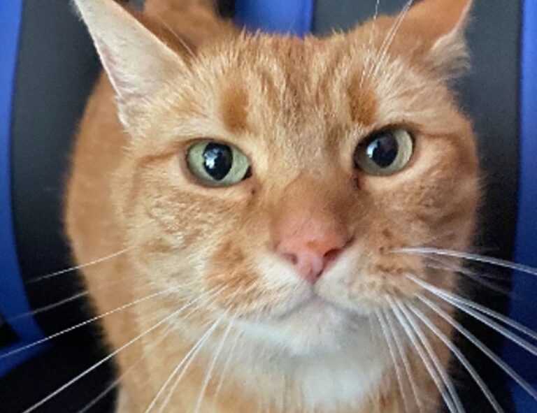 zg 91-565458 on food